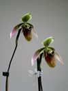 Paphiopedilum bullenianum var amabile 